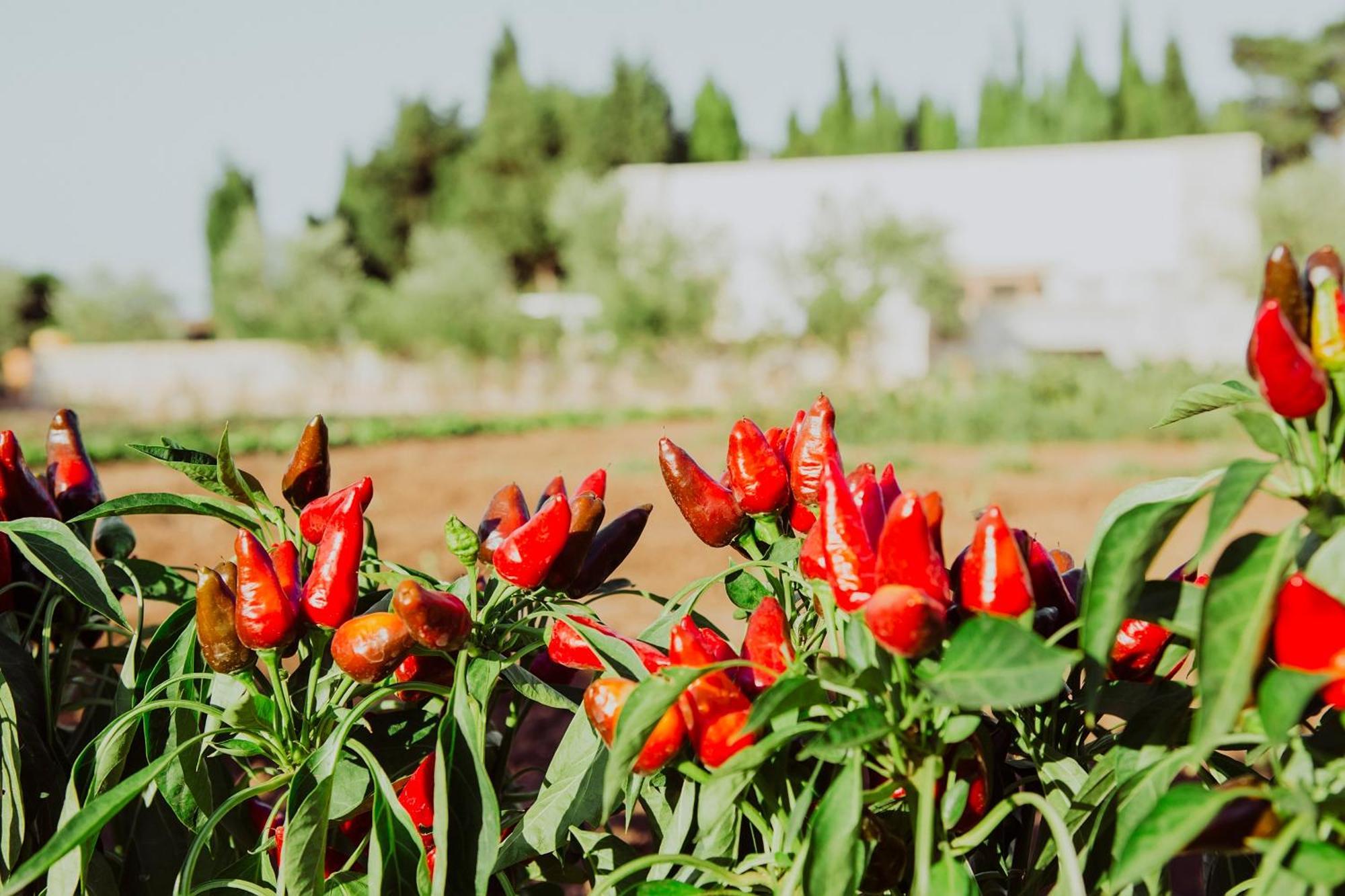 Masseria L'Uliveto Agri Resort Otranto Exterior photo